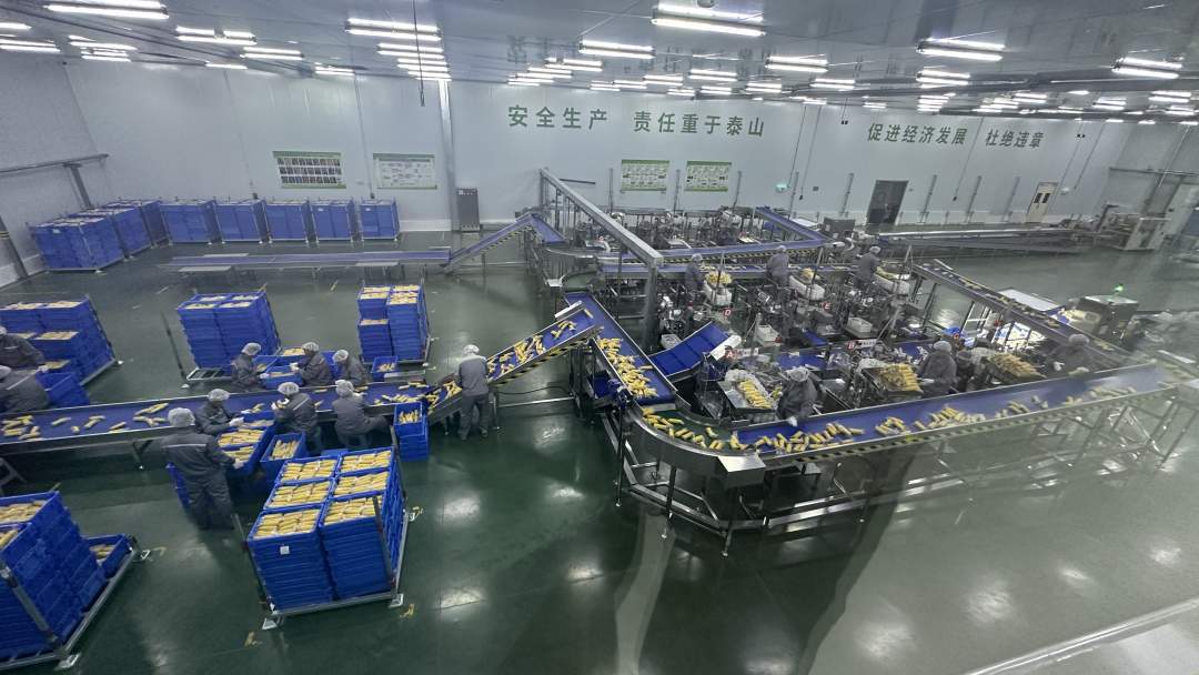 北纬47°上的黑土奇迹 当黄金纬度遇见耕地大熊猫